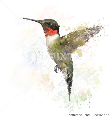 Ruby Throated Hummingbird Watercolor 28463366