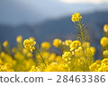Sparkling spring 28463386