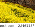 Spring full bloom 28463387