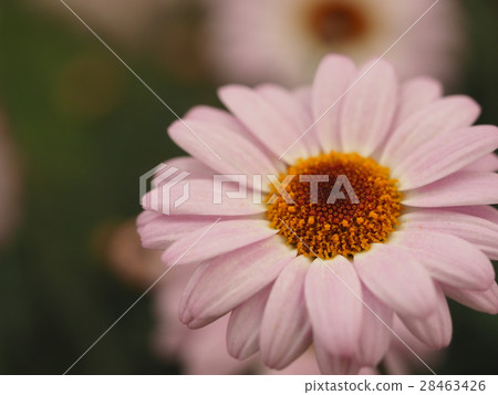 瑪格麗特·蜜蜂 28463426