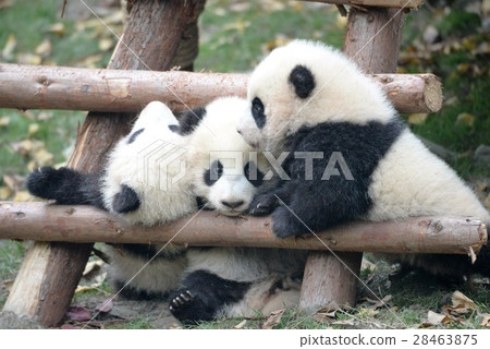 Baby panda 28463875