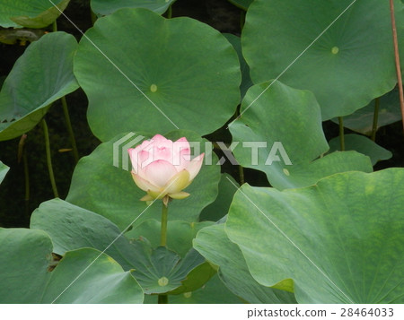 當它開花 28464033