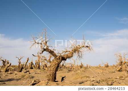 Dead trees in desert 28464213