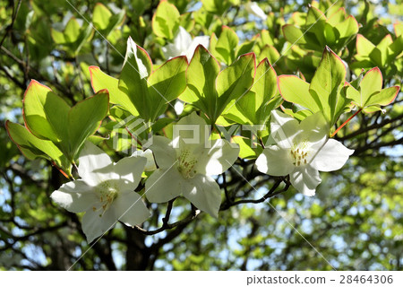 Flower of Shirayashi [Nishitanawa] Kanagawa Prefecture 28464306