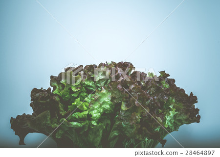 sunny lettuce sunny lettuce 28464897