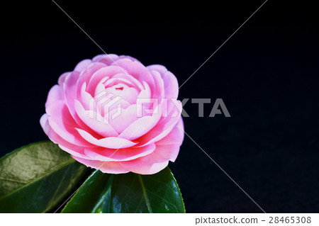 Otome Tsubaki 28465308