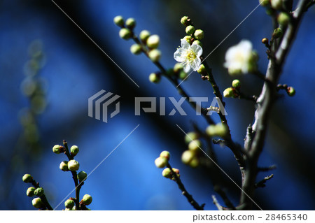 Plum blossoms of the moon which began to bloom in the winter sky 28465340
