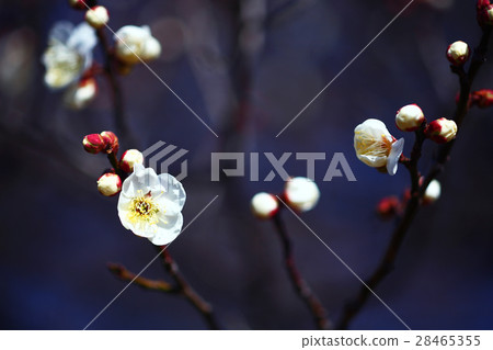 開花在加賀的李子白花 28465355