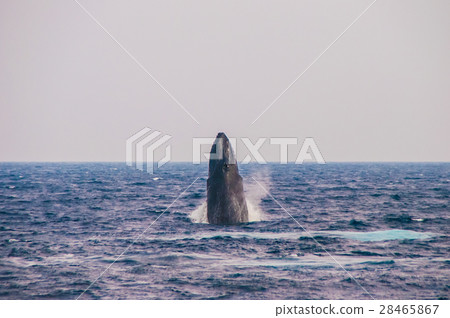 鯨魚看 28465867