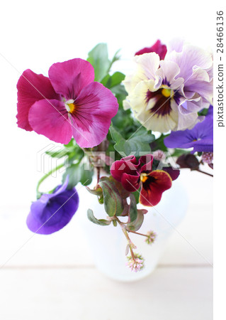 三色堇花 照片素材 圖片 圖庫