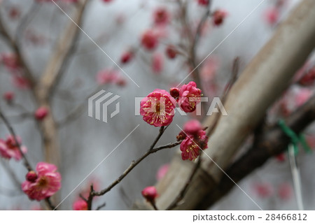 小白 小白 28466812