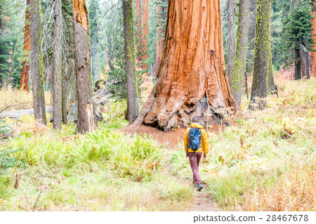 Tourist with backpack hiking in Sequoia National Park Tourist with backpack hiking in Sequoia National Park 28467678