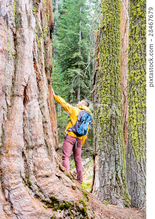 Tourist with backpack hiking in Sequoia National Park Tourist with backpack hiking in Sequoia National Park 28467679