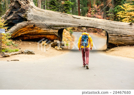 Tourist with backpack hiking in Sequoia National Park Tourist with backpack hiking in Sequoia National Park 28467680