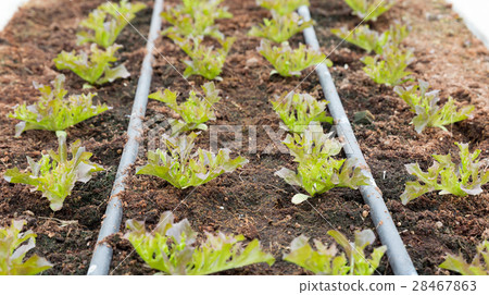 Salad plant with water system on organic farming. Salad plant with water system on organic farming. 28467863