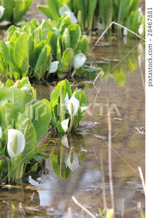 臭鼬白菜 28467881