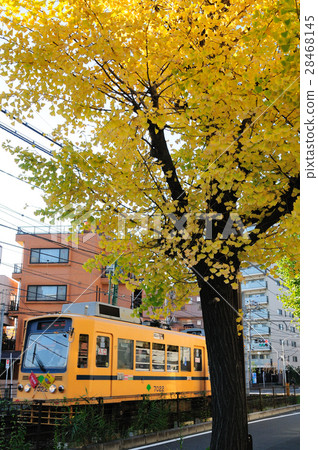 Yellow leaves ginkgo and Tenguin Arakawa line 7000 type train 28468145