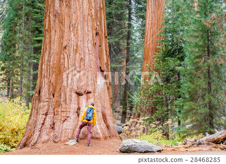 Tourist hiking in Sequoia National Park 28468285