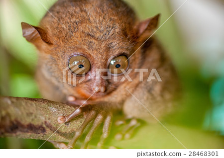 Tarsier monkey in natural environment 28468301