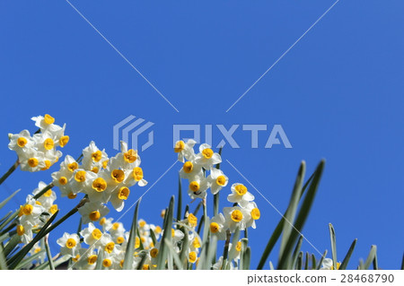 Narcissus and blue sky Narcissus and blue sky 28468790