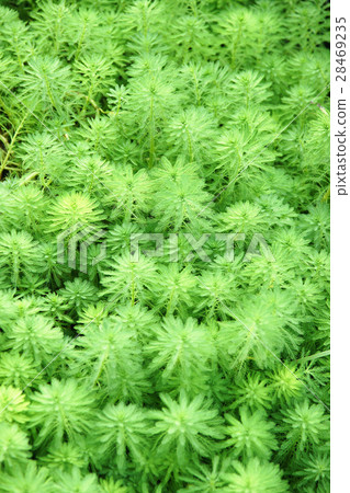Large algae 28469235