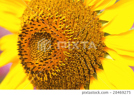 Sunflower Sunflower 28469275