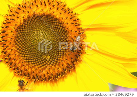 向日葵 向日葵 28469279
