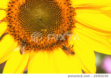 向日葵 28469280