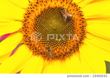 向日葵 28469282