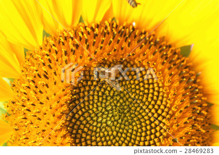 向日葵 向日葵 28469283
