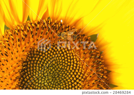 向日葵 28469284