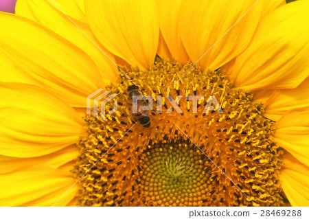 Sunflower 28469288