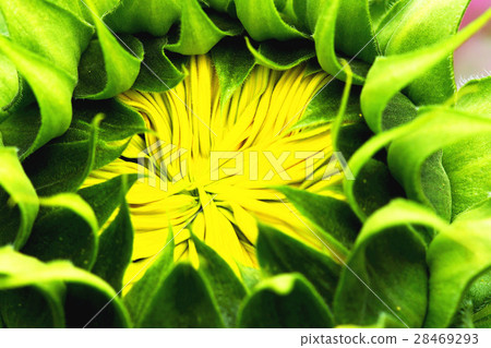Sunflower 28469293