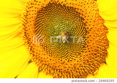 向日葵 向日葵 28469295