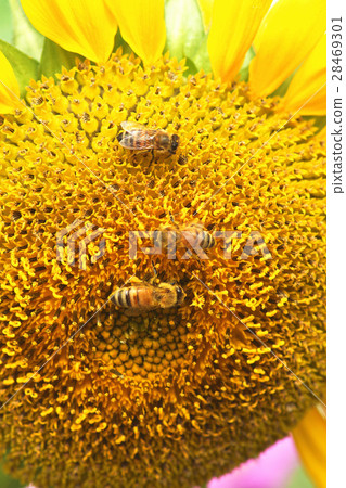 向日葵 向日葵 28469301