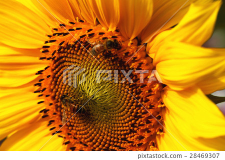 Sunflower 28469307