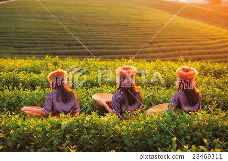 Kid and Green tea field in shui fong Kid and Green tea field in shui fong 28469311