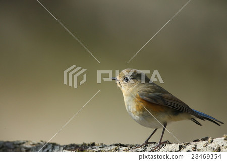 Ruribitaki female 28469354