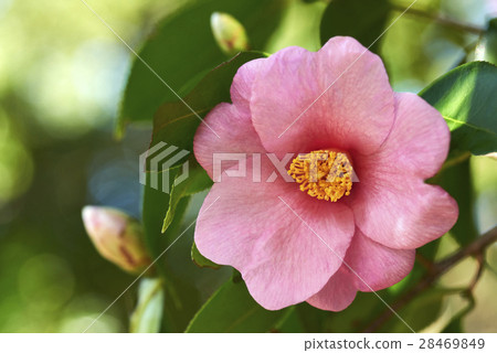 椿春茶道芋冠 28469849