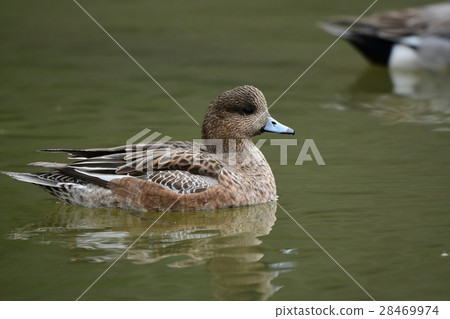 Hydrigamy♀ Hydrigamy♀ 28469974