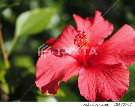 Hibiscus Hibiscus 28470767