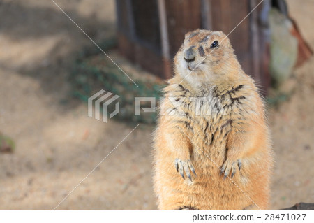 Tokuyama Zoo Prairie Dog 28471027