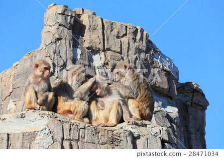 Tokuyama Zoo Rhesus monkey 28471034