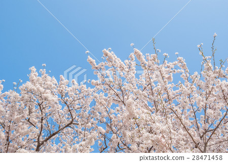 Cherry blossoms in full bloom and blue sky 28471458