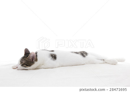 睡覺的小貓 28471695