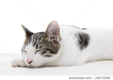 Sleeping kitten 28471696