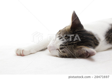 Sleeping kitten 28471697