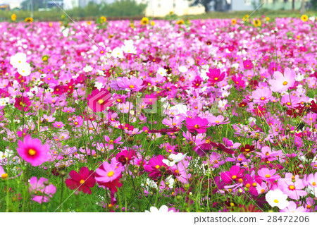 大波斯菊 大波斯菊 28472206