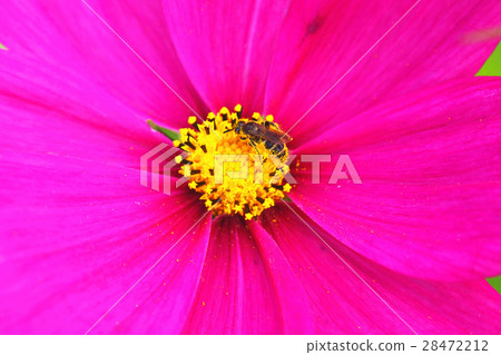 大波斯菊 大波斯菊 28472212