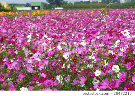 大波斯菊 28472213